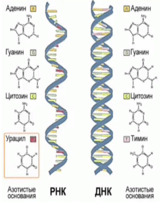 Схема днк и рнк