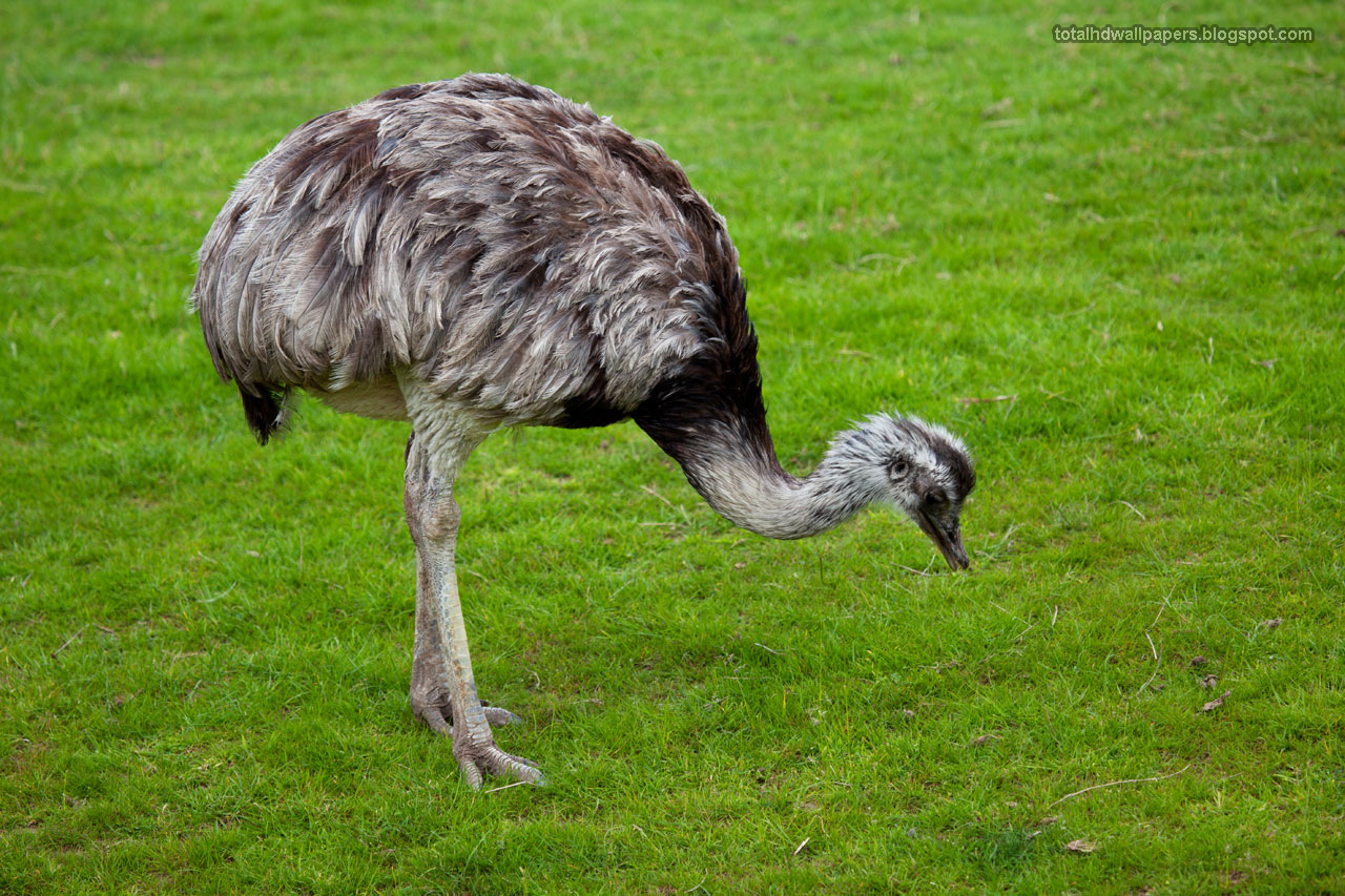 Beautiful Wallpapers for Desktop: Ostrich wallpapers hd