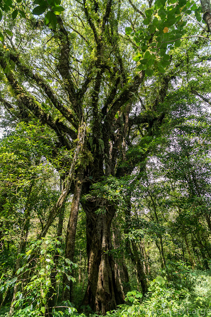 Trek du Lac Tamblingan - Bali