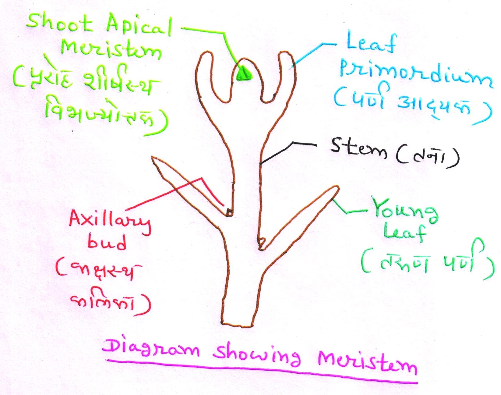 Organ Culture Shoot Tip Culture or Meristem Culture
