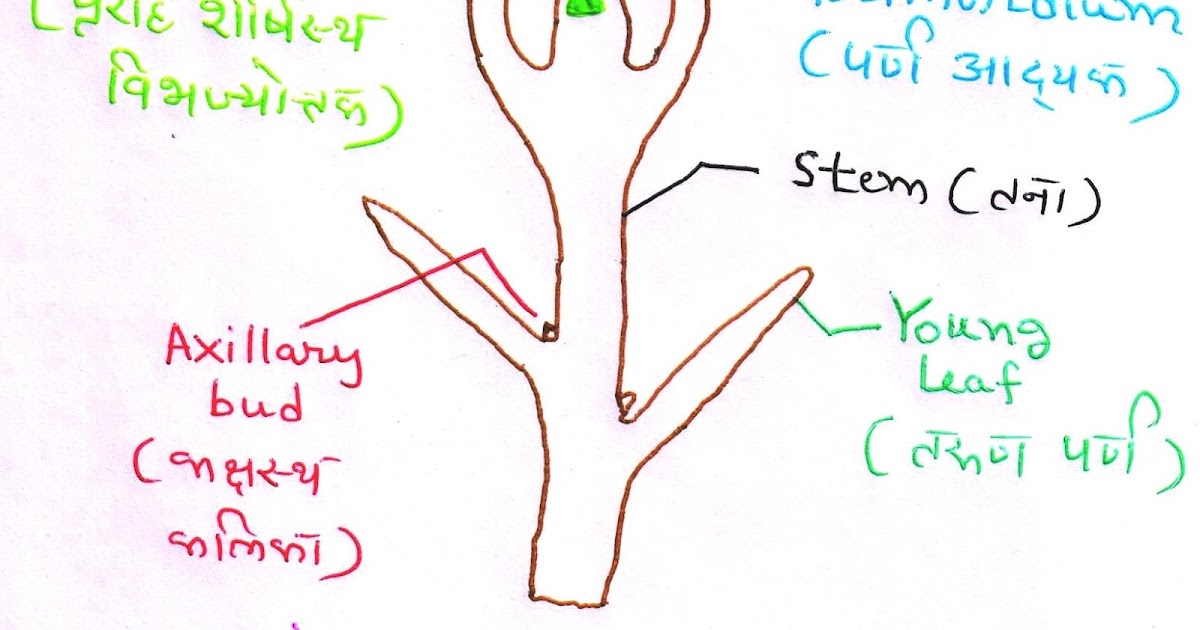 Axillary bud proliferation approach Shoot tip or meristem culture