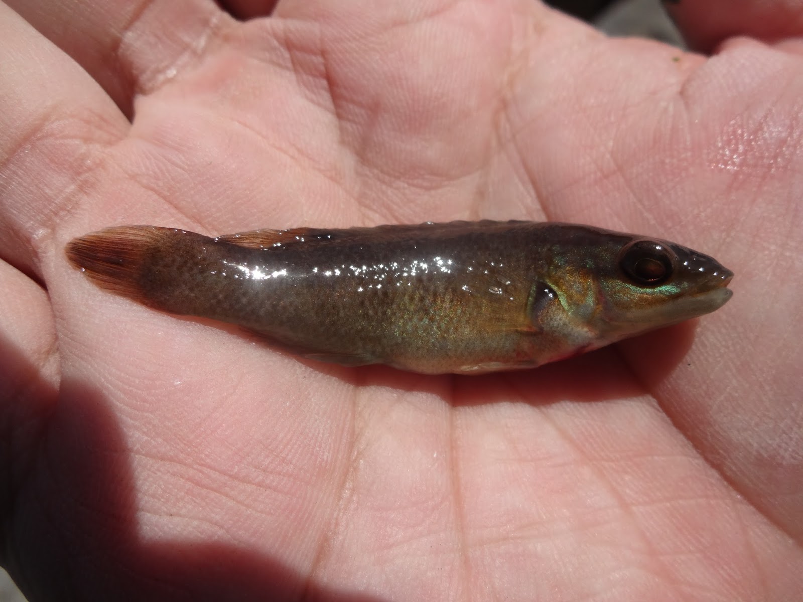 Extreme Philly Fishing: May Fishing Sessions: 05/14 - Fishing for ...