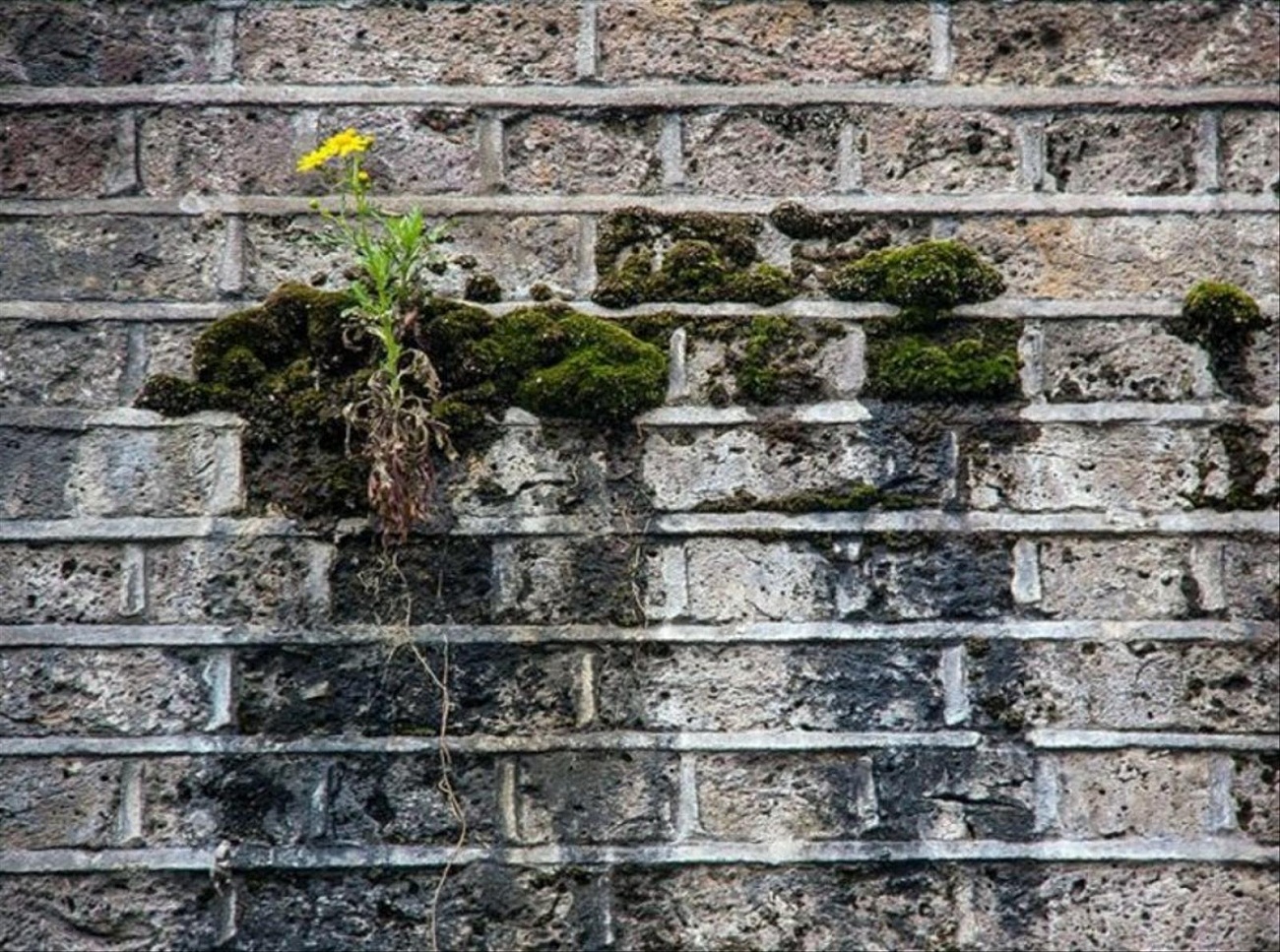 Проблема сила жизни. Растение сквозь бетон. Растения растущие на стенах. Цветы на каменной стене. Растения на бетонной стене.