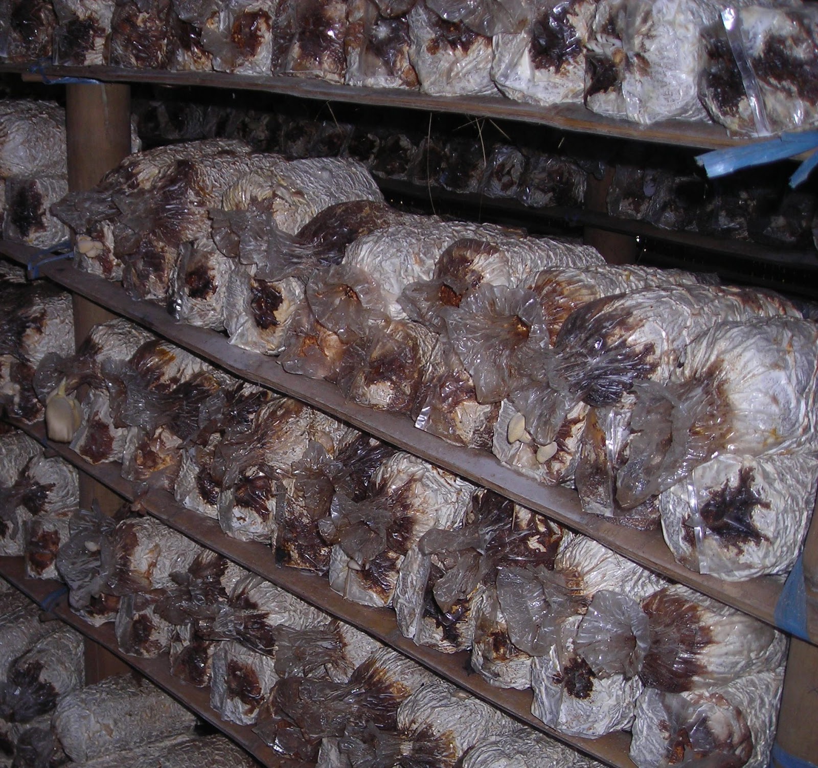 JAMUR TIRAM PUTIH Mengatasi Penyakit Menghitamnya kembali baglog yang