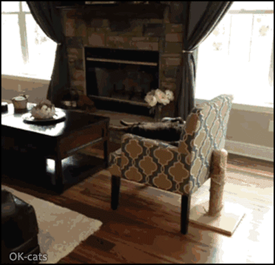 Art Cat GIF with caption • Mwahahaha Super lazy Cat chilling in arm chair like a human. "WHAT? I'm not lazy, I'm on energy saving mode." Art Cat GIF with caption • Mwahahaha Super lazy Cat chilling in arm chair like a human. "WHAT? I'm not lazy, I'm on energy saving mode."
