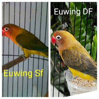 Jenis Mutasi Euwing, Ciri Ciri Lovebird Euwing, Menghasilkan Anakan Euwing