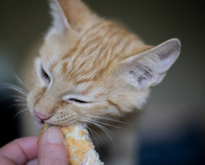 alt="gato comiendo pan"