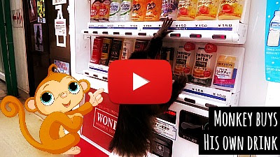 Adorable little Capuchin monkey in diapers buys his own drink from the vending machine by grabbing some coins from his owner at Tohoku Safari Park in Japan via geniushowto.blogspot.com funny pet videos