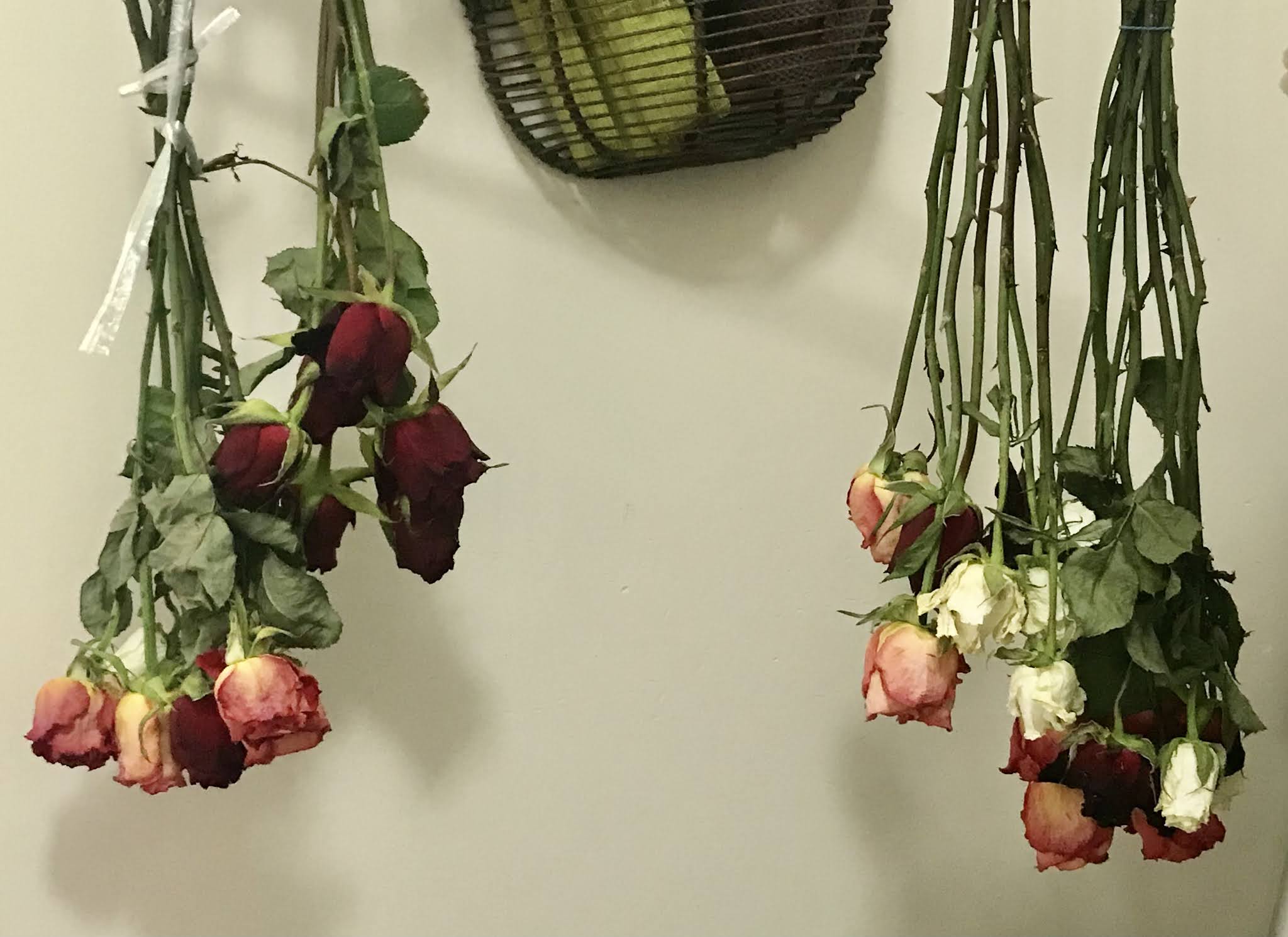 Febeth (Diary of a Domesticated Blogger: Drying My Valentines Day Roses