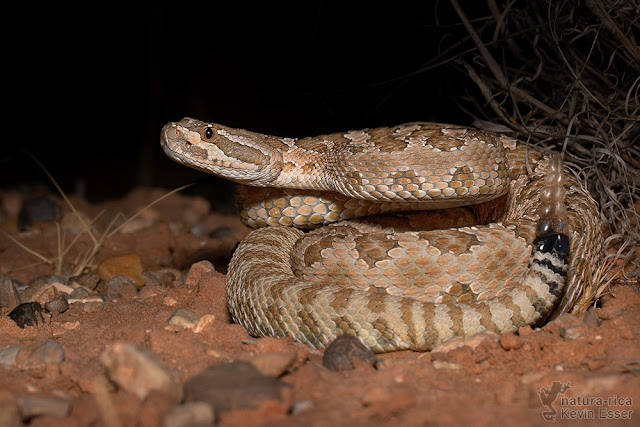 Crotalus oreganus - Western Rattlesnake