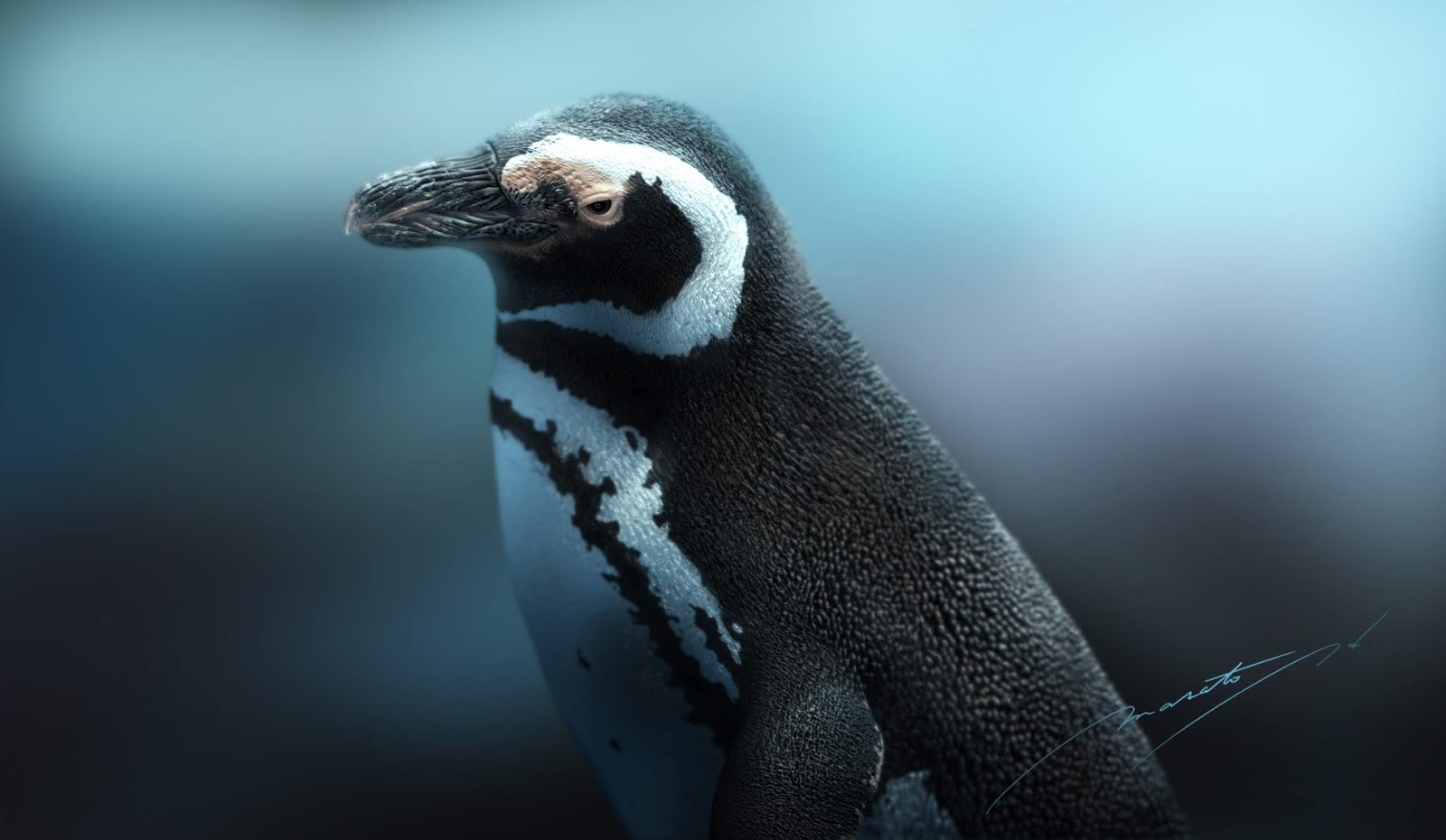 Marchan Blog マゼランペンギン Spheniscus magellanicus