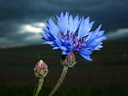 Centaurea cyanus