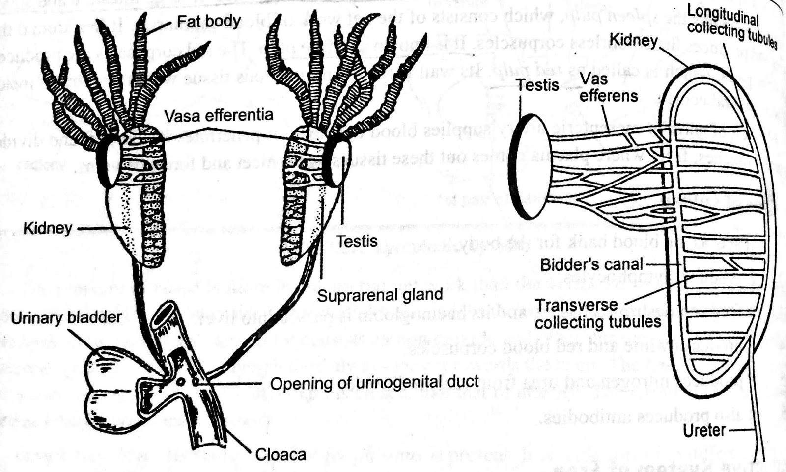 Important images for system of frog