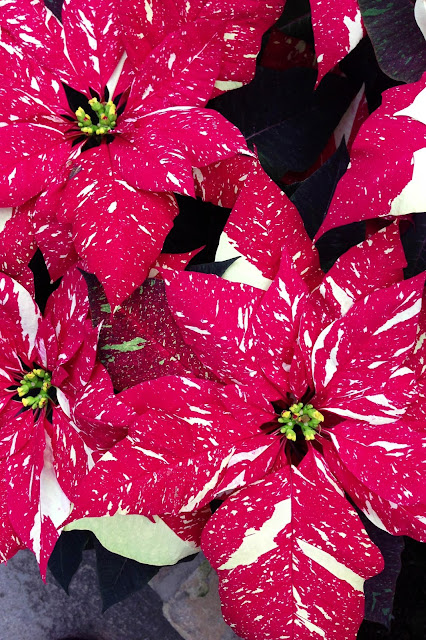 poinsettias, red and white poinsettias, holiday wishes, Anne Butera, My Giant Strawberry