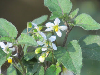 cosumnes river preserve spring wildflowers march wildflower wednesday