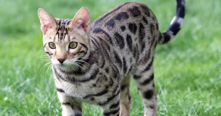 Harga Kucing Bengal