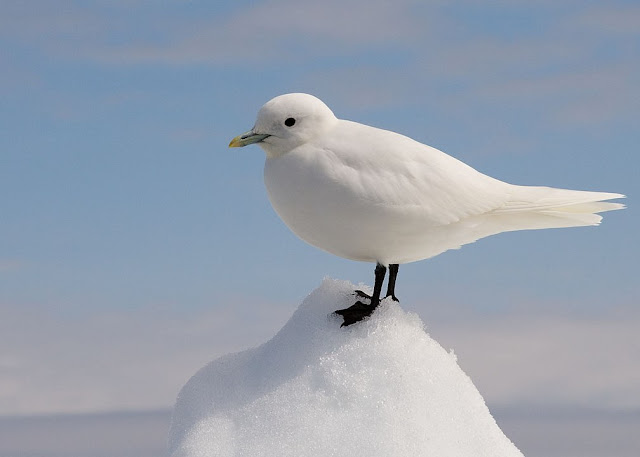 white birds, white bird in a blizzard, white bird rio, white birds florida, white birds in florida, white birds of florida, snow white with birds, white birds of paradise care, white birds with long beaks, white birds long beaks, white bird of paradise care, white birds book, white bird eugene, white birds, florida white birds, small black and white birds, snow white birds, black and white birds in colorado, white birds with long necks, white birds in hawaii, white birds that talk,Top 15 White Birds In The World