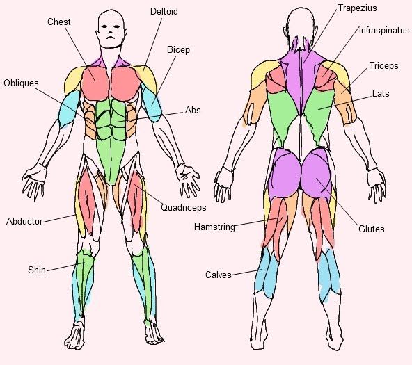 MOVIÉNDOTE EN EL COLE: JUEGO: BODY MUSCLES.