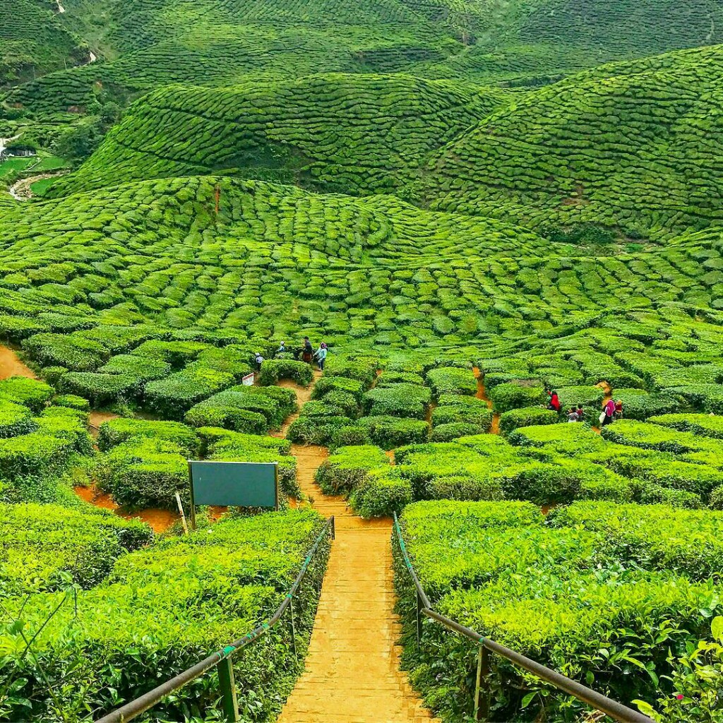 MAT DRAT... : Tempat Menarik di Cameron Highland