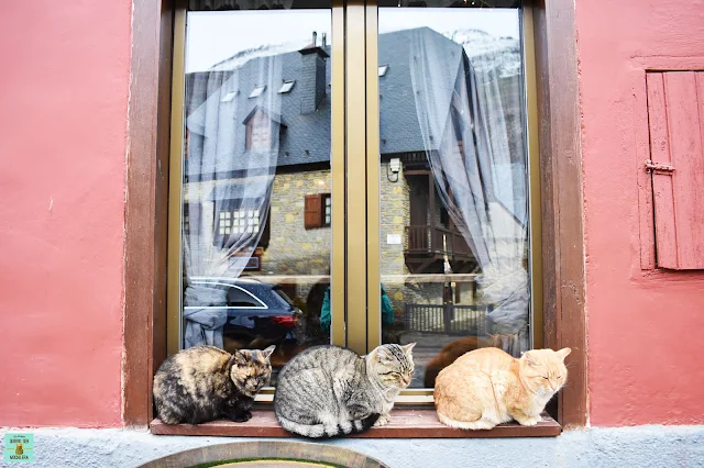 Tres gatos sobre una ventana en la Val d'Aran