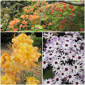 taranaki-spring-colors