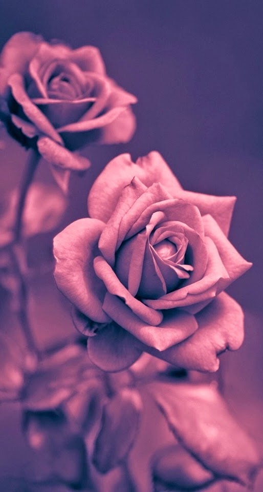 Beautiful Pink Rose Closeup  Android Best Wallpaper