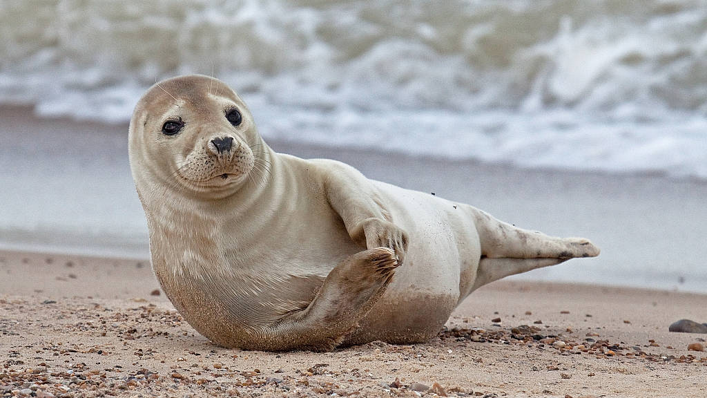 Seal marine animal facts, how many species of seals are there?