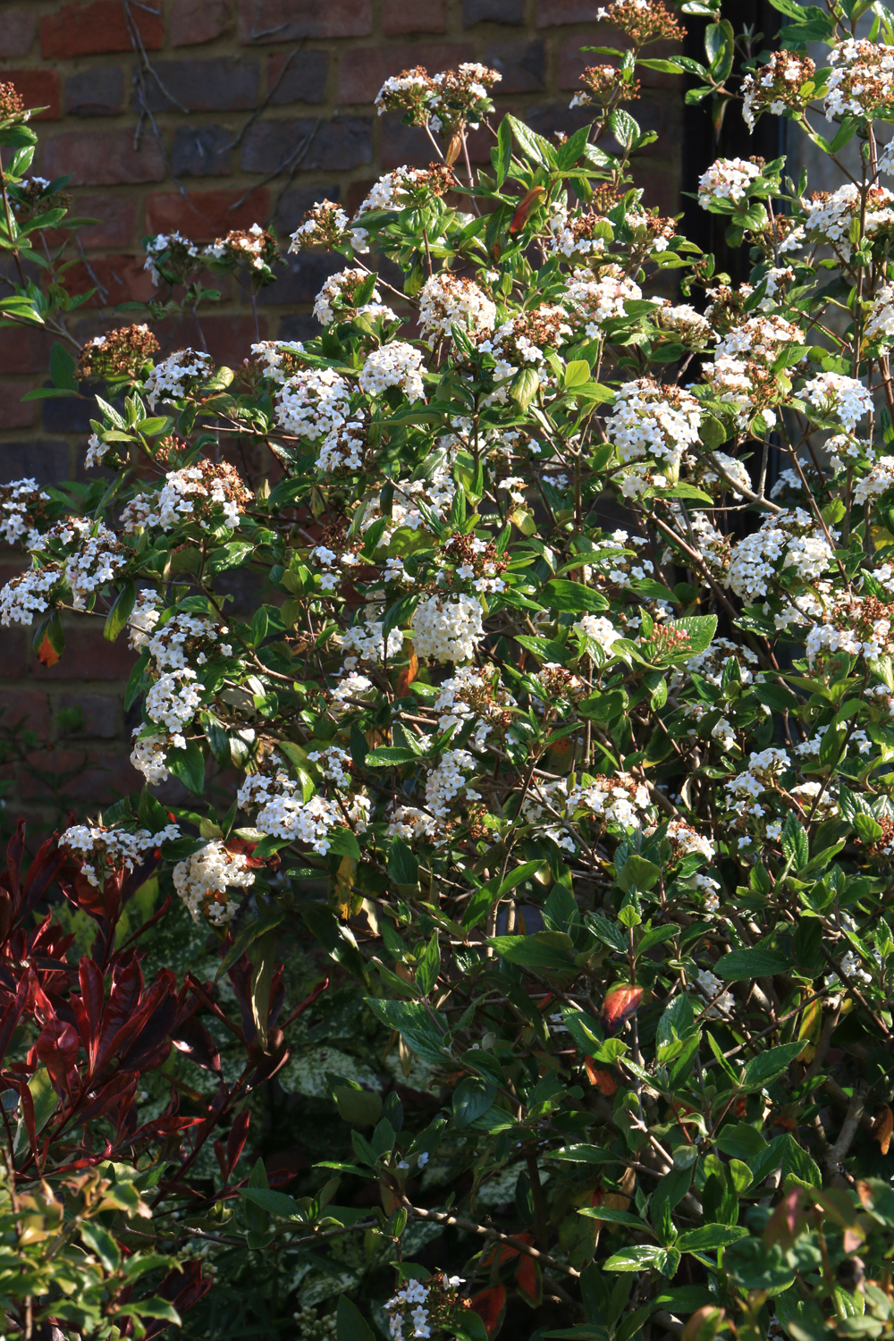 Preston Bissett Nurseries and Country Shop A Fragrant Spring