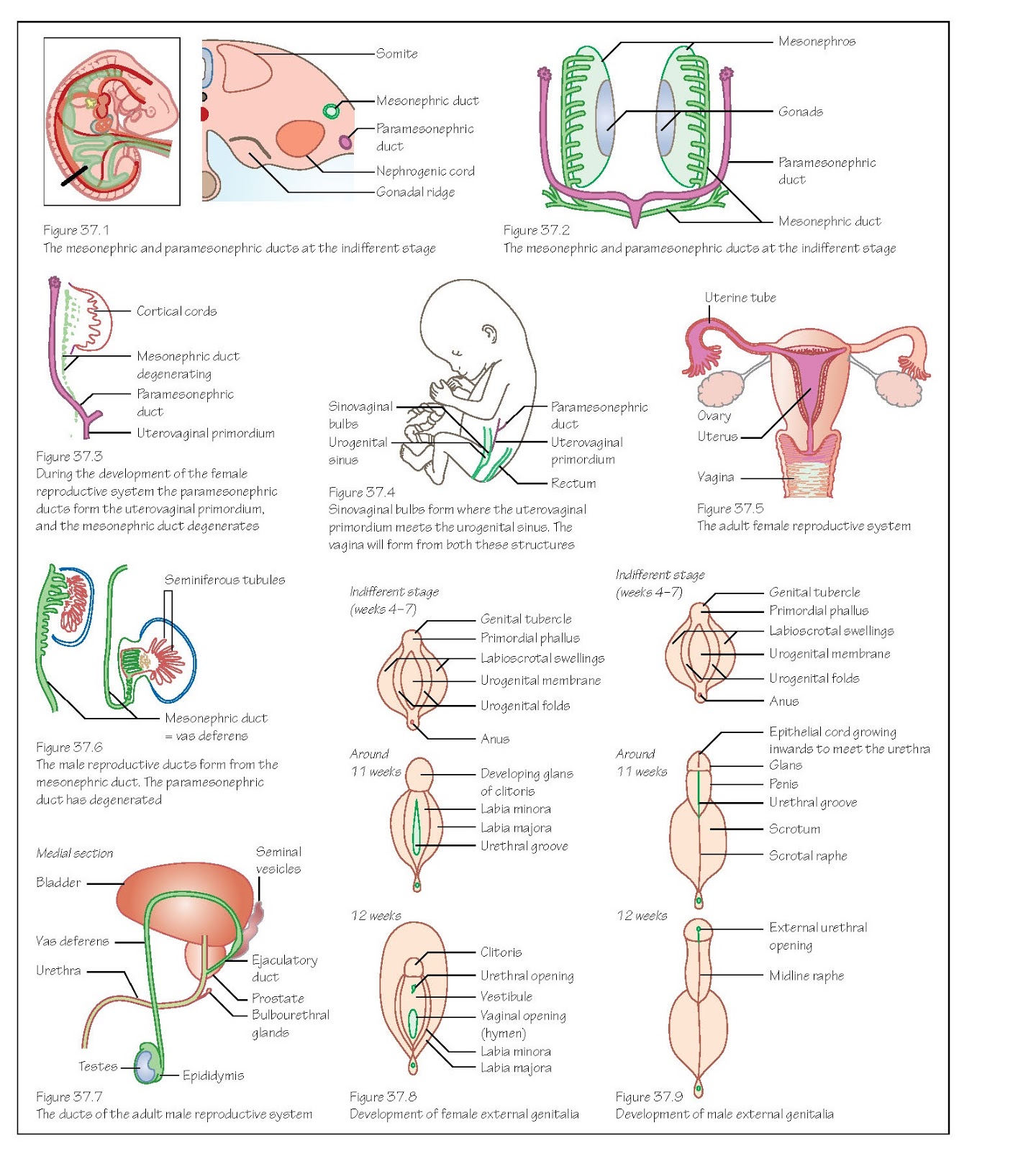 Reproductive System Ducts And Genitalia pediagenosis
