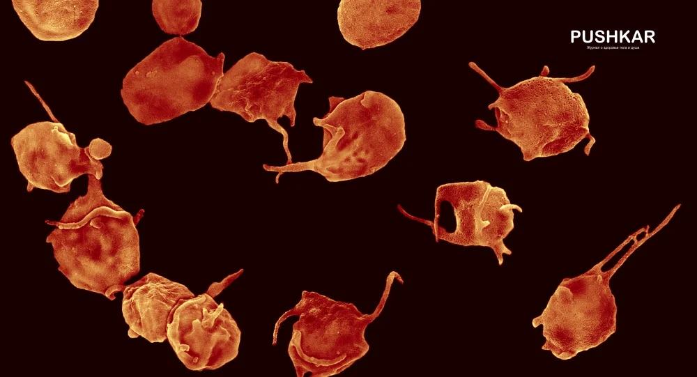 ПРЕДОТВРАЩЕНИЕ И ЛЕЧЕНИЕ ТРОМБОВ И ТРОМБОЗА - СГУСТКОВ КРОВИ.