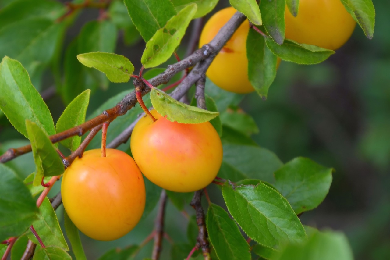 Manfaat Buah Untuk Hidup Lebih Sehat Manfaat Buah Untuk Hidup Lebih Sehat