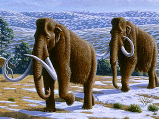 mamut vivo