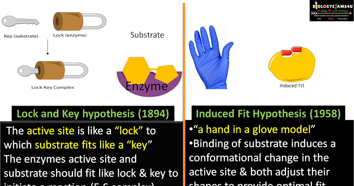 Major Differences Difference between Lock and Key hypothesis and
