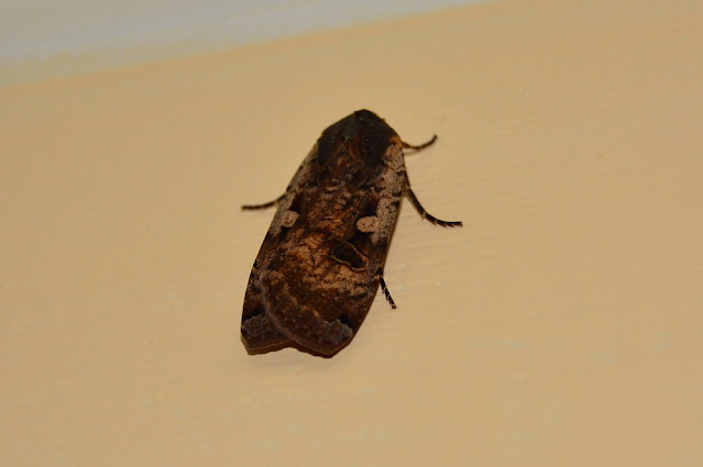 Noctua pronuba Noctua pronuba