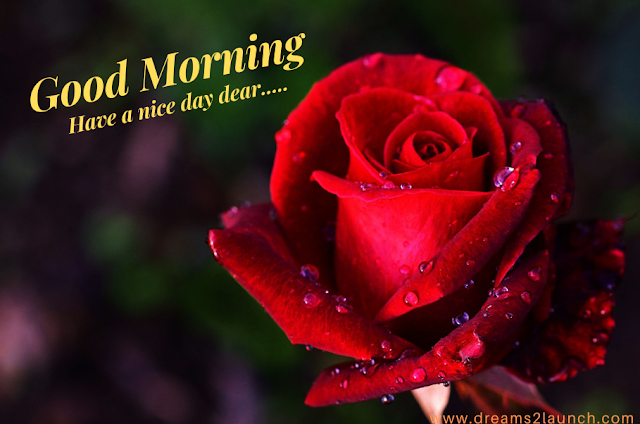 good morning rose images