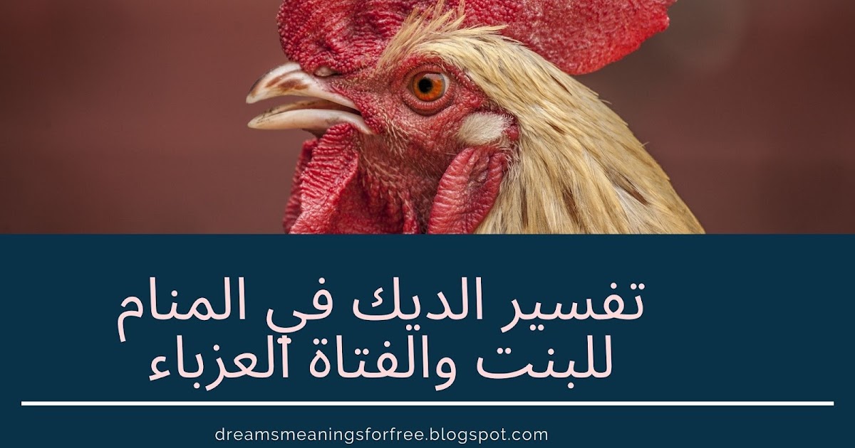 تفسير الديك في المنام للعزاب البنات والأولاد