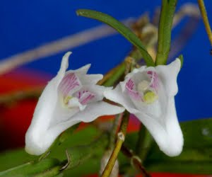 Orchid of Sumatra