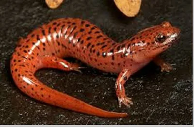 Salamander (Arodela) - berbagaireviews.com