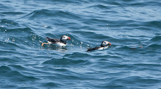 Atlantic Puffins