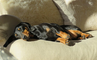 Perro durmiendo la siesta