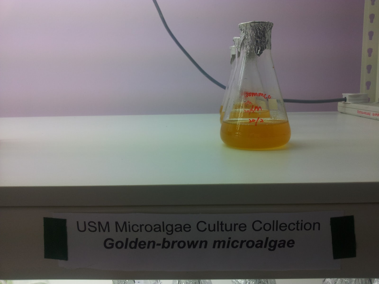 Plankton Research Laboratory USM Microalgae Culture Collection