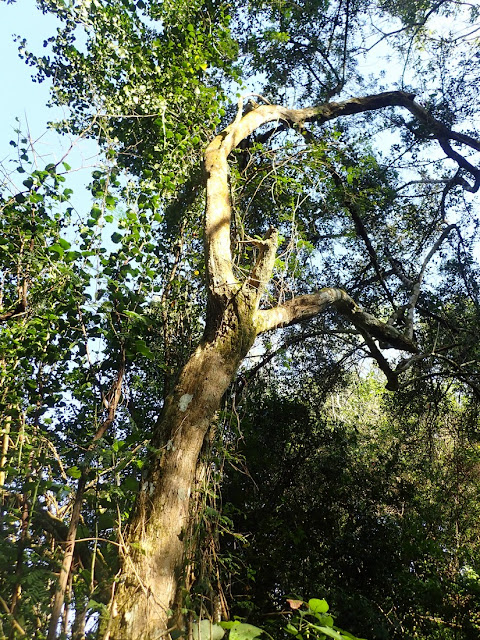 Gymnosporia arenicola Gymnosporia arenicola