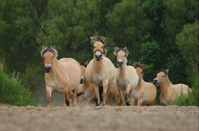 Pokochaj Konie: Podstawowe rasy koni
