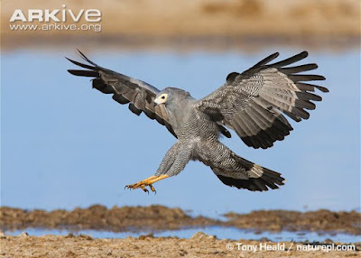 African harrier Hawk