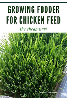 Low cost chicken fodder growing system.