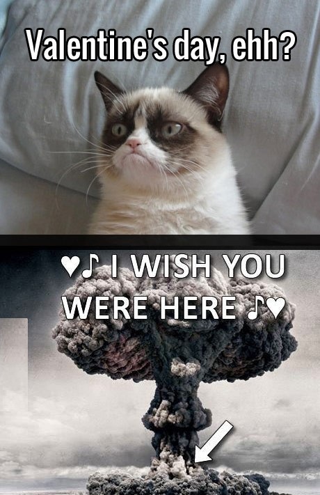 Grumpy Cat Quotes | Funny Collection World