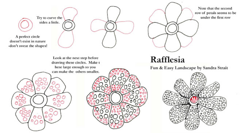 Cara Menggambar Bunga Rafflesia Arnoldi Point Opini Penyedia Point Informasi Terkini