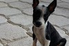  Los Cabos dog shelter needs help!
