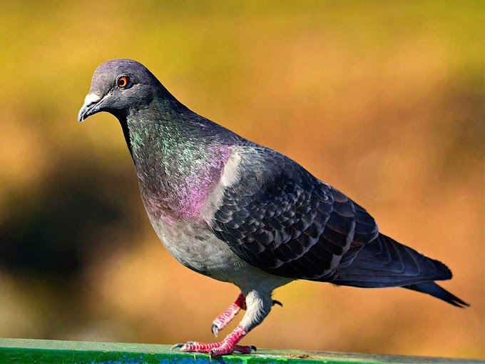 cardboard box blocks