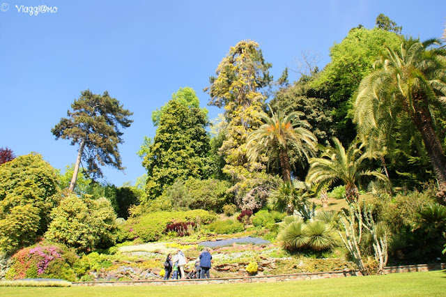 Gli alberi di alto fusto presenti nel giardino di Villa Carlotta